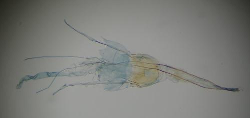 Réf. 336 425 : Nemapogon sp.